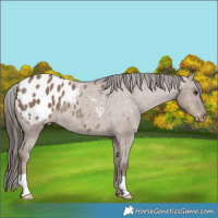 Horse Color:Liver Red Dun Appaloosa Rabicano 