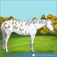 Horse Color:Liver Red Dun Appaloosa Rabicano 