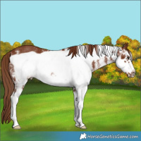 Horse Color:White Spotted Chestnut Frame Rabicano 