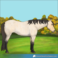 Horse Color:Buckskin Roan 