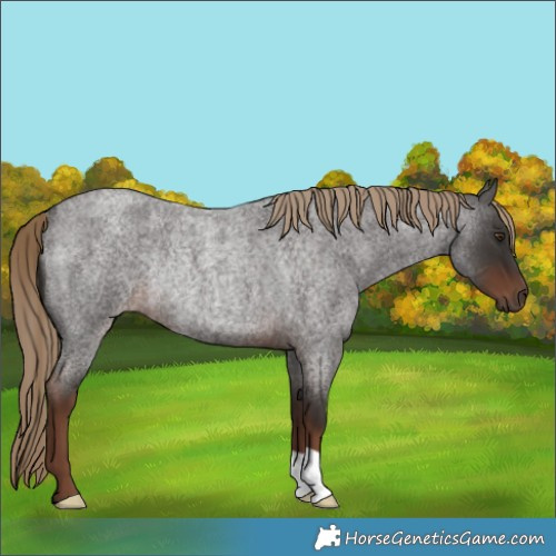 Horse Color:Liver Red Roan Rabicano 