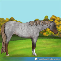Horse Color:Liver Red Roan Rabicano 