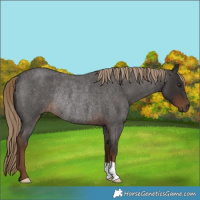 Horse Color:Liver Red Roan Rabicano 