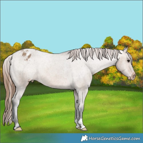 Horse Color:Bay Dun Appaloosa 
