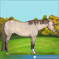Horse Color:Bay Dun Appaloosa 