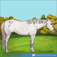 Horse Color:Bay Dun Varnish 