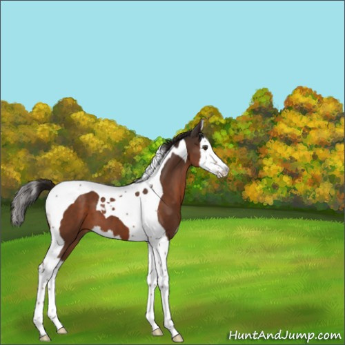 Horse Color:Liver Chestnut Splash Tobiano 