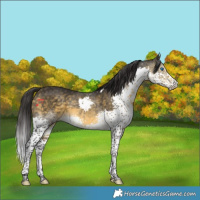 Horse Color:Buckskin Splash Tobiano 