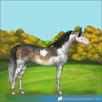Horse Color:Buckskin Splash Tobiano 