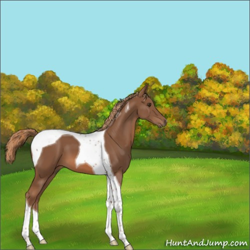 Horse Color:Chestnut Tobiano 