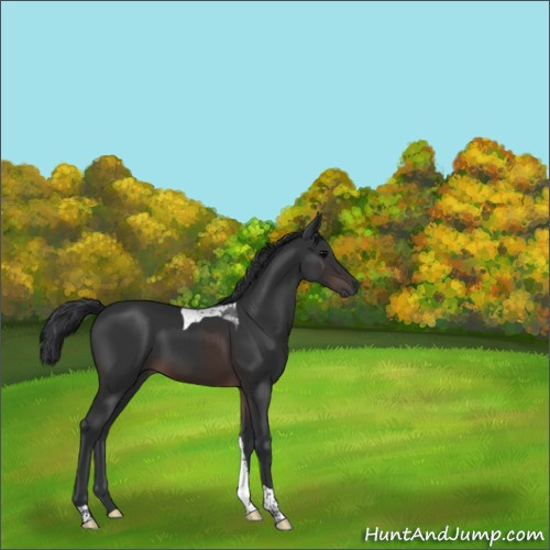 Horse Color:Brown Tobiano 