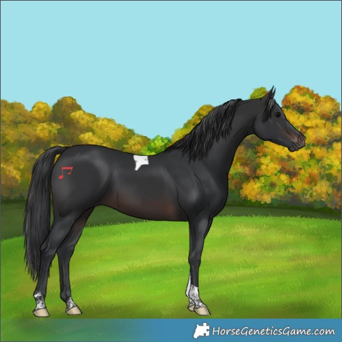 Horse Color:Brown Tobiano 