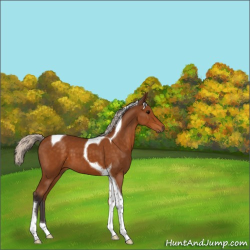 Horse Color:Silver Buckskin Tobiano