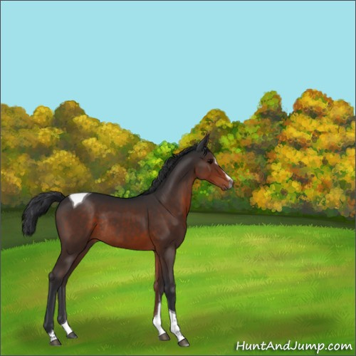 Horse Color:Brown Sabino Tobiano Rabicano 