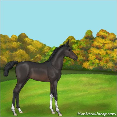 Horse Color:Brown Tobiano 