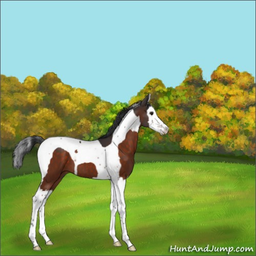Horse Color:Brown Splash Tobiano 