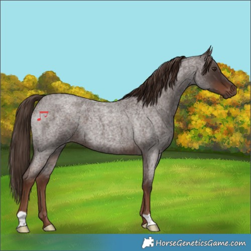 Horse Color:Liver Red Roan 