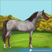 Horse Color:Liver Red Roan 