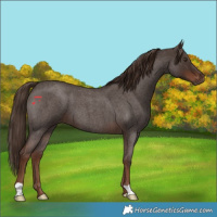Horse Color:Liver Red Roan 