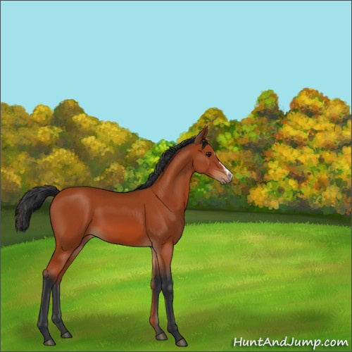 Horse Color:Brown 