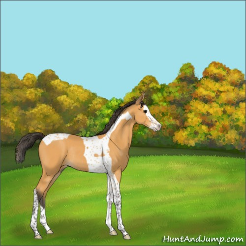 Horse Color:Buckskin Splash Tobiano Rabicano 