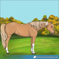 Horse Color:Chestnut Tobiano 