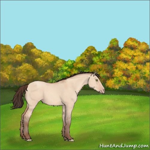 Horse Color:Amber Champagne Dun Sabino Rabicano 