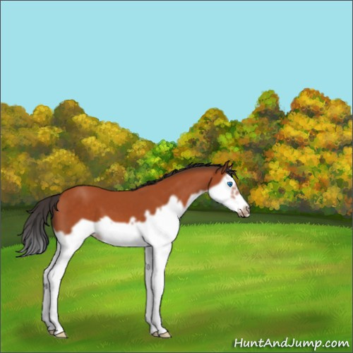 Horse Color:Bay Splash Frame