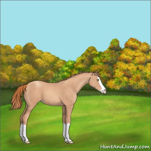 Horse Color:Gold Champagne Splash