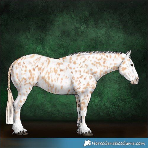 Horse Color:Chestnut Appaloosa  and Gold Champagne Appaloosa 