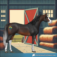 Horse Color:Bay Splash 