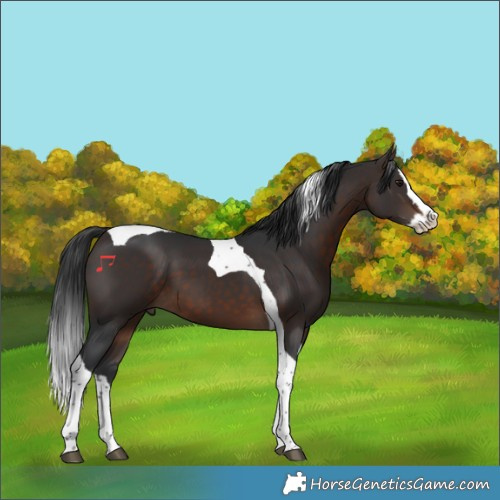 Horse Color:Brown Splash Tobiano 