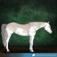 Horse Color:Liver Red Dun Mushroom Splash Rabicano