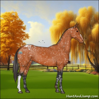 Horse Color:Bay Appaloosa and Bay Appaloosa