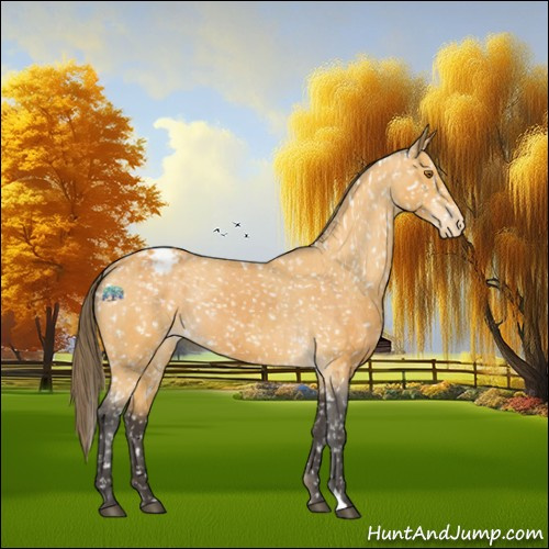 Horse Color:Buckskin Appaloosa and Buckskin Appaloosa
