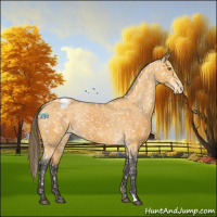 Horse Color:Buckskin Appaloosa and Buckskin Appaloosa