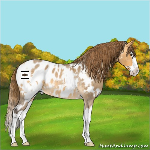 Horse Color:White Spotted Buckskin Roan Dun Splash Appaloosa 