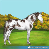 Horse Color:White Spotted Liver Chestnut Splash 