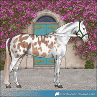 Horse Color:Chocolate Brown Dun Splash Appaloosa Brindle