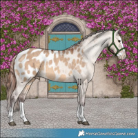 Horse Color:Chocolate Brown Dun Splash Appaloosa Brindle