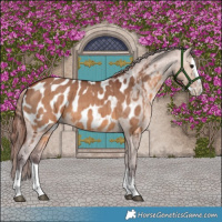 Horse Color:Chocolate Brown Dun Splash Near Leopard Brindle