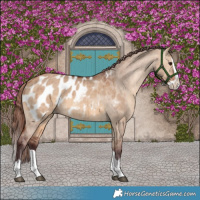 Horse Color:Chocolate Bay Dun Splash Appaloosa Brindle
