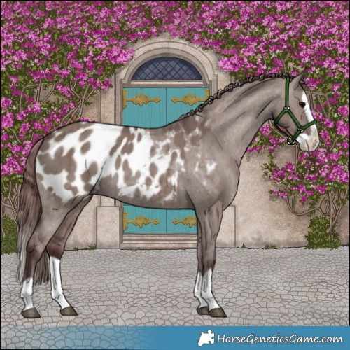 Horse Color:Chocolate Grullo Splash Appaloosa Brindle 