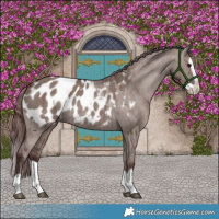 Horse Color:Chocolate Grullo Splash Appaloosa Brindle 