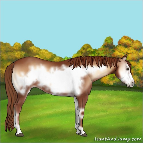 Horse Color:Red Onyx Frame 