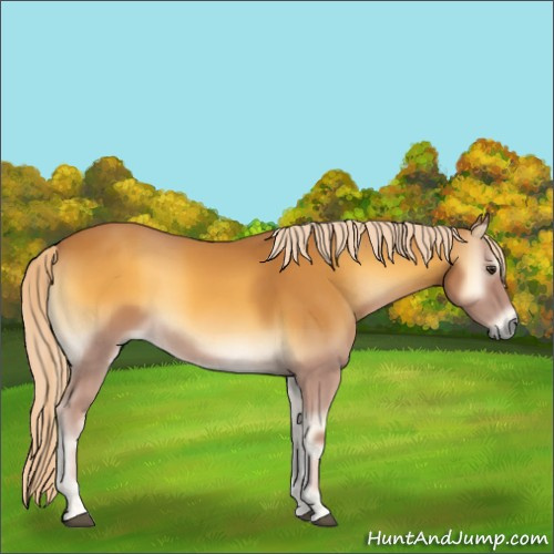 Horse Color:Palomino Onyx 