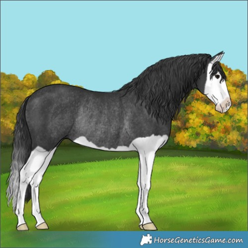 Horse Color:Black Splash Rabicano 