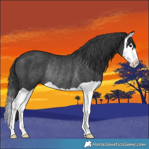 Horse Color:Black Splash Rabicano 