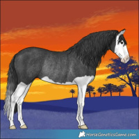 Horse Color:Black Splash Rabicano
