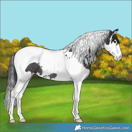 Horse Color:Smoky Black Splash Tobiano Rabicano 